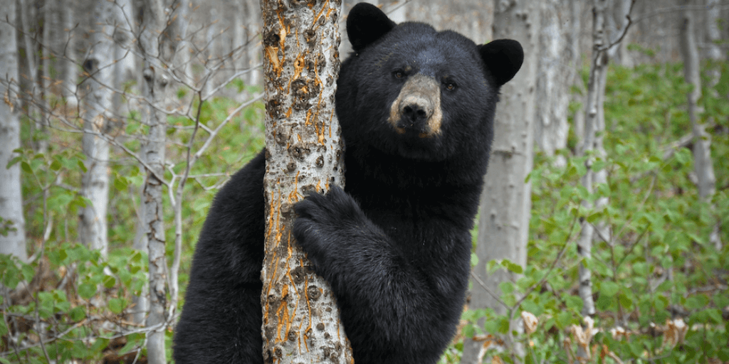 Learn about Vermont’s black bears in Lyndonville on August 7 - Newport