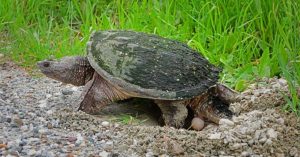 Public urged to assist turtles crossing Vermont roads
