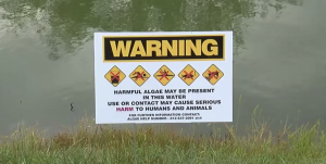 Cyanobacteria warning issued for Whittemore Lake in Bennington