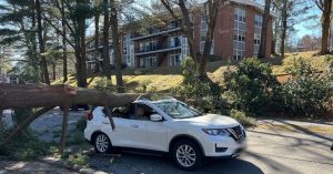 Tree falls on car in Windsor Gardens