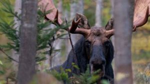 Vermont proposes 180 moose hunting permits in NEK to control winter ticks