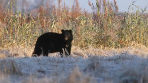 Lincoln police report black bear sightings near residential areas