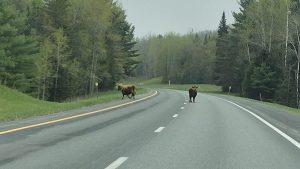 Cattle cause highway havoc on I-91 in Coventry